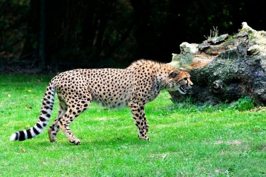 Gepard ( Neuzugang ) Opel Zoo Kronberg 2015