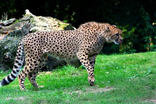 Gepard ( Neuzugang ) Opel Zoo Kronberg 2015