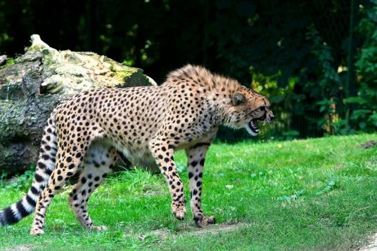 Gepard ( Neuzugang ) Opel Zoo Kronberg 2015