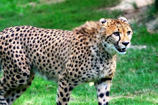 Gepard ( Neuzugang ) Opel Zoo Kronberg 2015