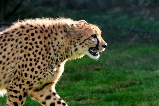 Gepard ( Neuzugang ) Opel Zoo Kronberg 2015