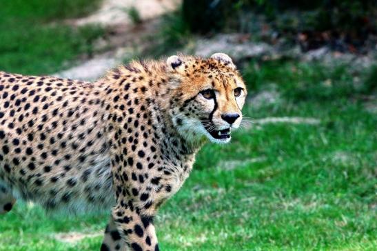 Gepard ( Neuzugang ) Opel Zoo Kronberg 2015