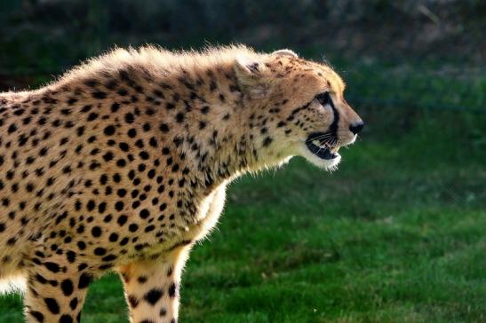 Gepard ( Neuzugang ) Opel Zoo Kronberg 2015