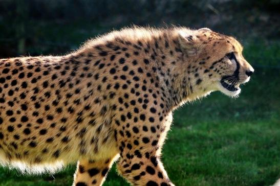 Gepard ( Neuzugang ) Opel Zoo Kronberg 2015