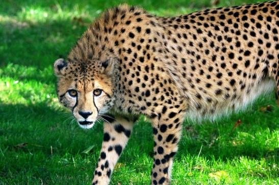 Gepard ( Neuzugang ) Opel Zoo Kronberg 2015