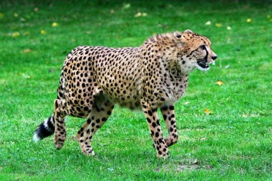 Gepard ( Neuzugang ) Opel Zoo Kronberg 2015