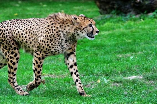 Gepard ( Neuzugang ) Opel Zoo Kronberg 2015