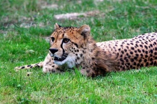 Gepard ( Neuzugang ) Opel Zoo Kronberg 2015