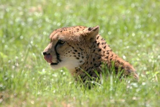 Gepard Opel Zoo Kronberg 2013