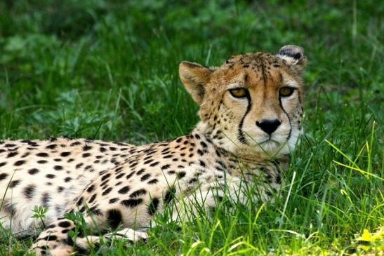 Gepard Opel Zoo Kronberg 2013