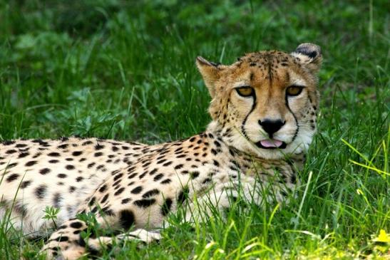 Gepard Opel Zoo Kronberg 2013