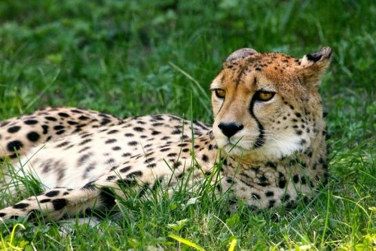 Gepard Opel Zoo Kronberg 2013