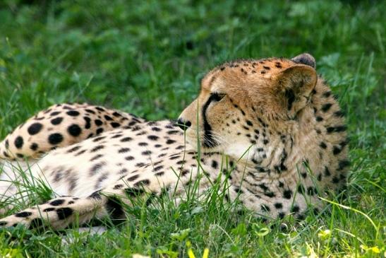 Gepard Opel Zoo Kronberg 2013