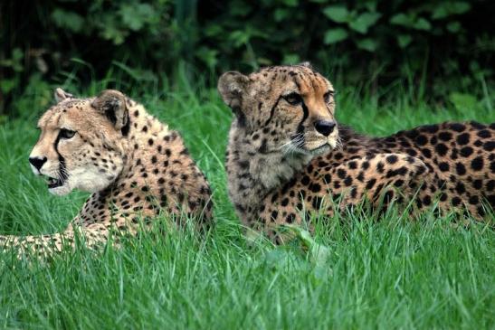 Gepard Opel Zoo Kronberg 2014