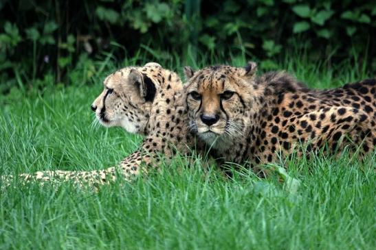 Gepard Opel Zoo Kronberg 2014