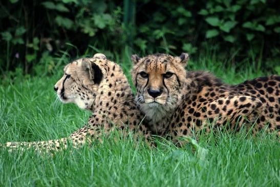 Gepard Opel Zoo Kronberg 2014