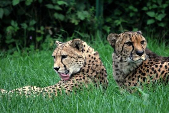 Gepard Opel Zoo Kronberg 2014