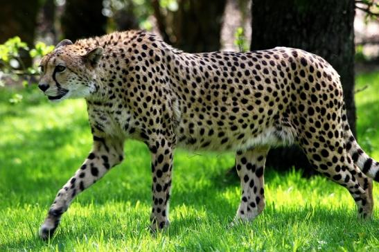 Gepard Opel Zoo Kronberg 2015