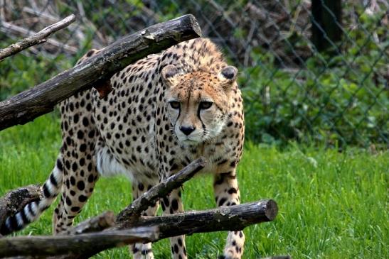 Gepard Opel Zoo Kronberg 2015