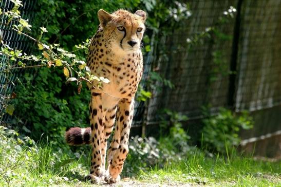 Gepard Opel Zoo Kronberg 2015