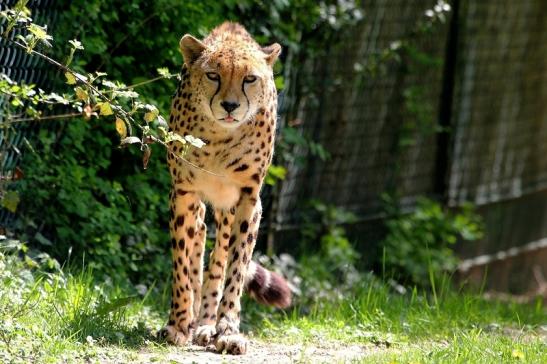 Gepard Opel Zoo Kronberg 2015