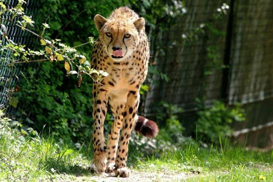 Gepard Opel Zoo Kronberg 2015