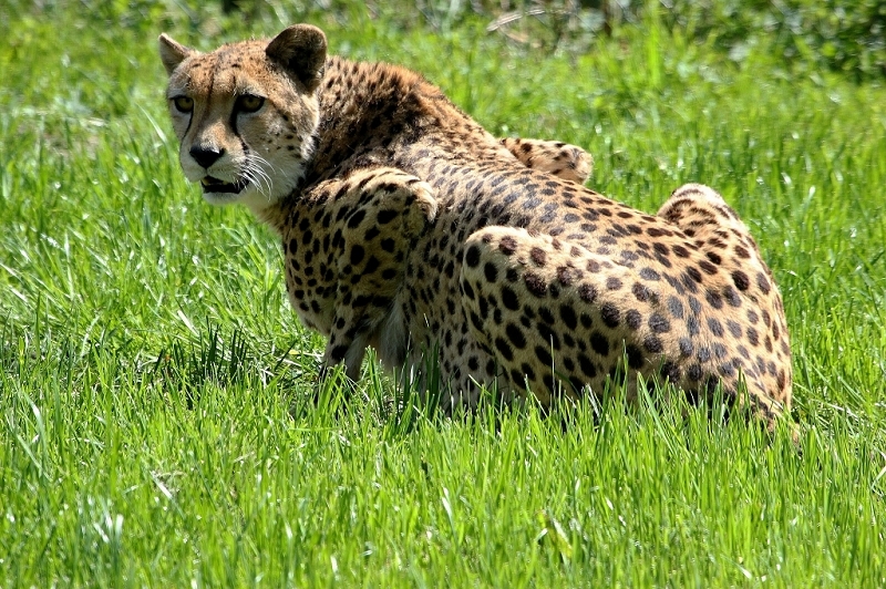 Gepard Opel Zoo Kronberg 2015