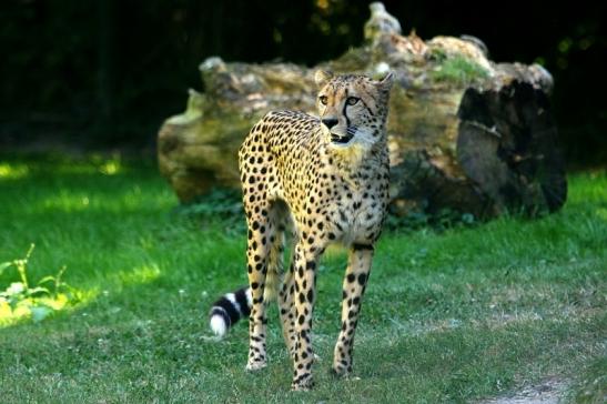 Gepard Opel Zoo Kronberg 2016