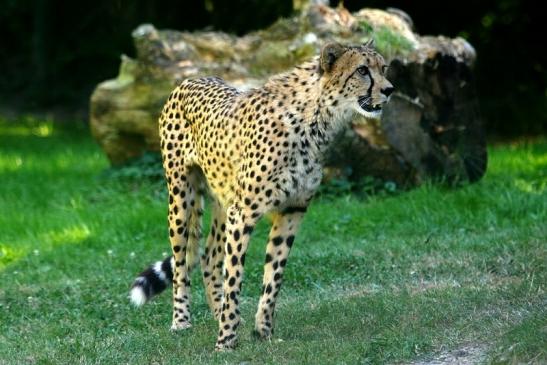 Gepard Opel Zoo Kronberg 2016