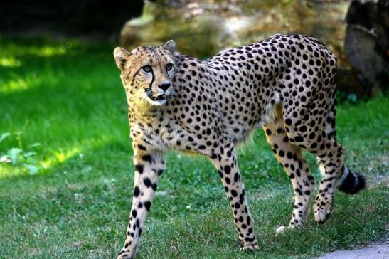 Gepard Opel Zoo Kronberg 2016