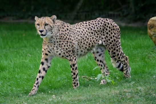 Gepard Opel Zoo Kronberg 2016