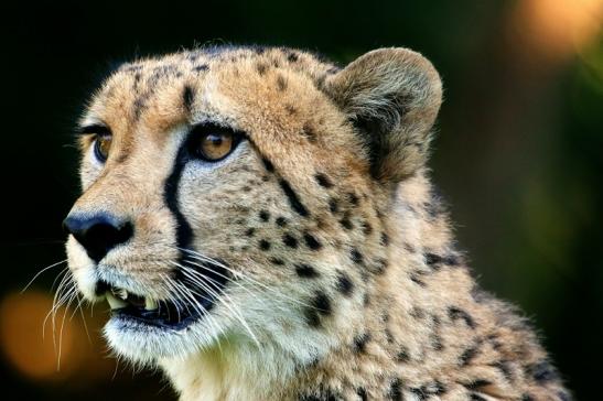 Gepard Opel Zoo Kronberg 2016