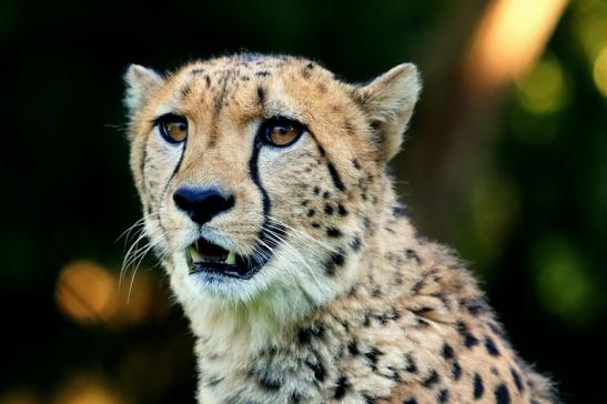 Gepard Opel Zoo Kronberg 2016