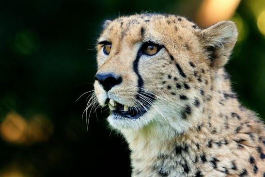 Gepard Opel Zoo Kronberg 2016