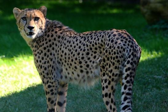 Gepard Opel Zoo Kronberg 2016