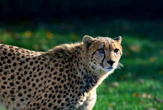 Gepard Opel Zoo Kronberg 2016