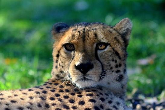 Gepard Opel Zoo Kronberg 2016