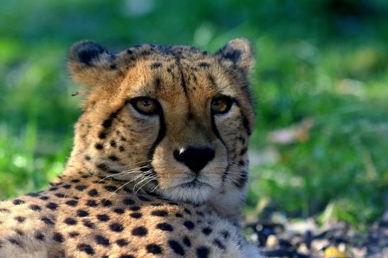 Gepard Opel Zoo Kronberg 2016