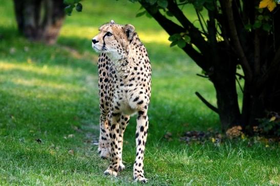 Gepard Opel Zoo Kronberg 2016