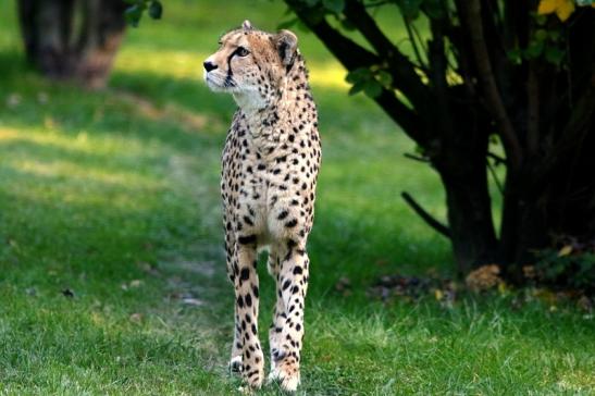 Gepard Opel Zoo Kronberg 2016