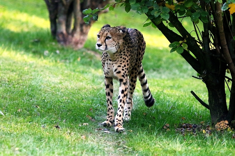 Gepard Opel Zoo Kronberg 2016