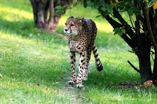 Gepard Opel Zoo Kronberg 2016