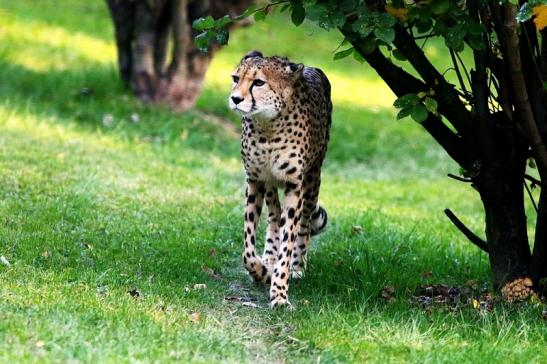 Gepard Opel Zoo Kronberg 2016