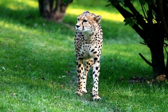 Gepard Opel Zoo Kronberg 2016