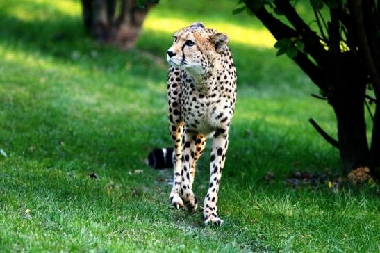 Gepard Opel Zoo Kronberg 2016