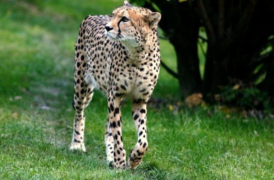 Gepard Opel Zoo Kronberg 2016