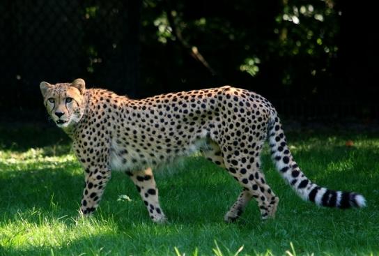 Gepard Opel Zoo Kronberg 2016