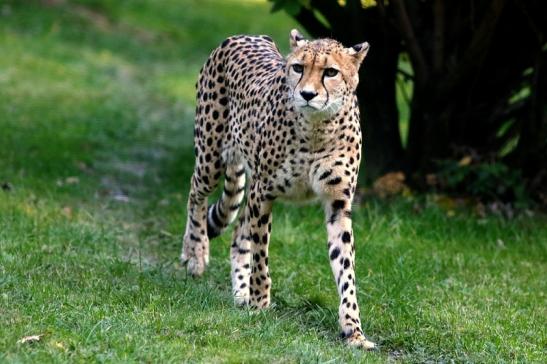 Gepard Opel Zoo Kronberg 2016