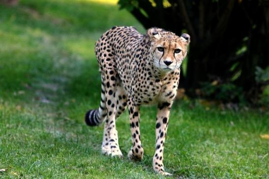 Gepard Opel Zoo Kronberg 2016