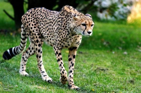 Gepard Opel Zoo Kronberg 2016